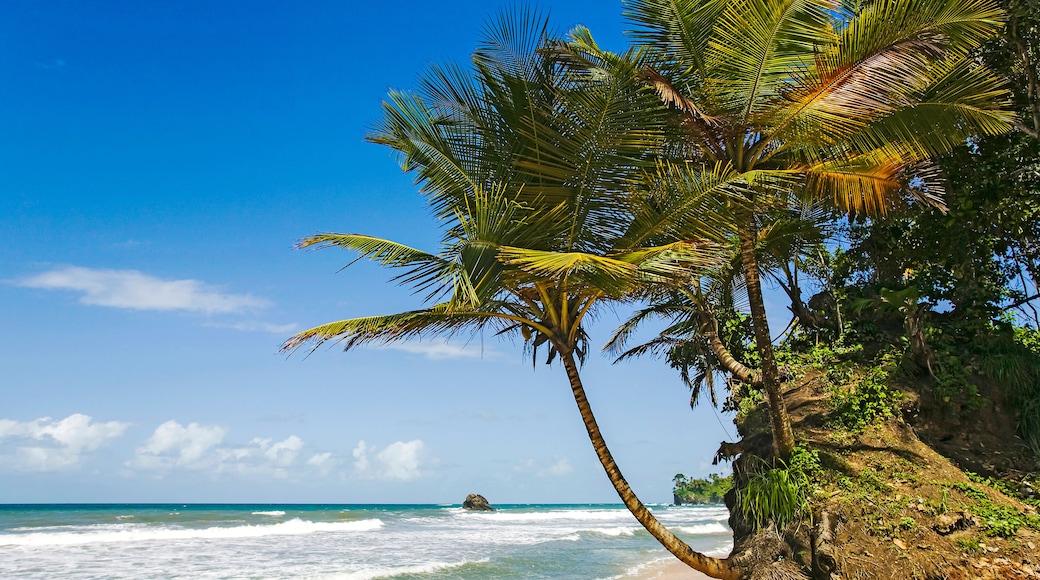 Beach and coconut palms at Blanchisseuse, on the north coast of Trinidad; Blanchisseuse, Trinidad, Trinadad and Tobago