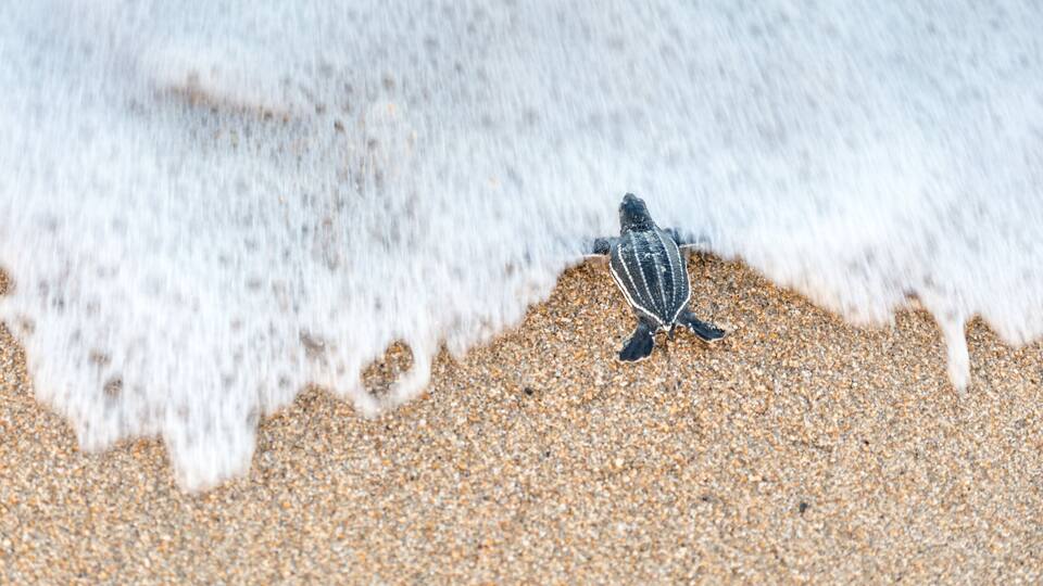 A turtle on a sandy beach with waves approaching.