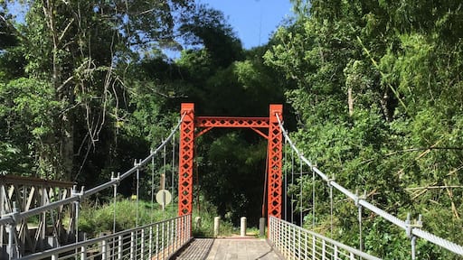 The spring bridge in Blanchisseuse is a pretty great spot for photos but also for those looking for a bit of serenity. Spend a few minutes in the silence looking at the fish in the river and your day will be made.