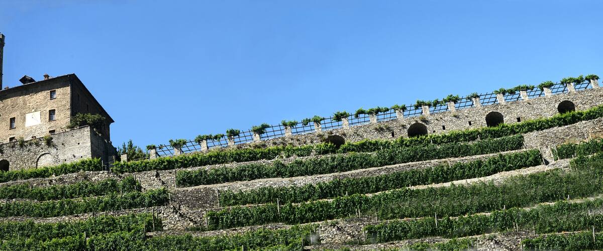 A historic building with a tower and a vineyard on its slopes.
