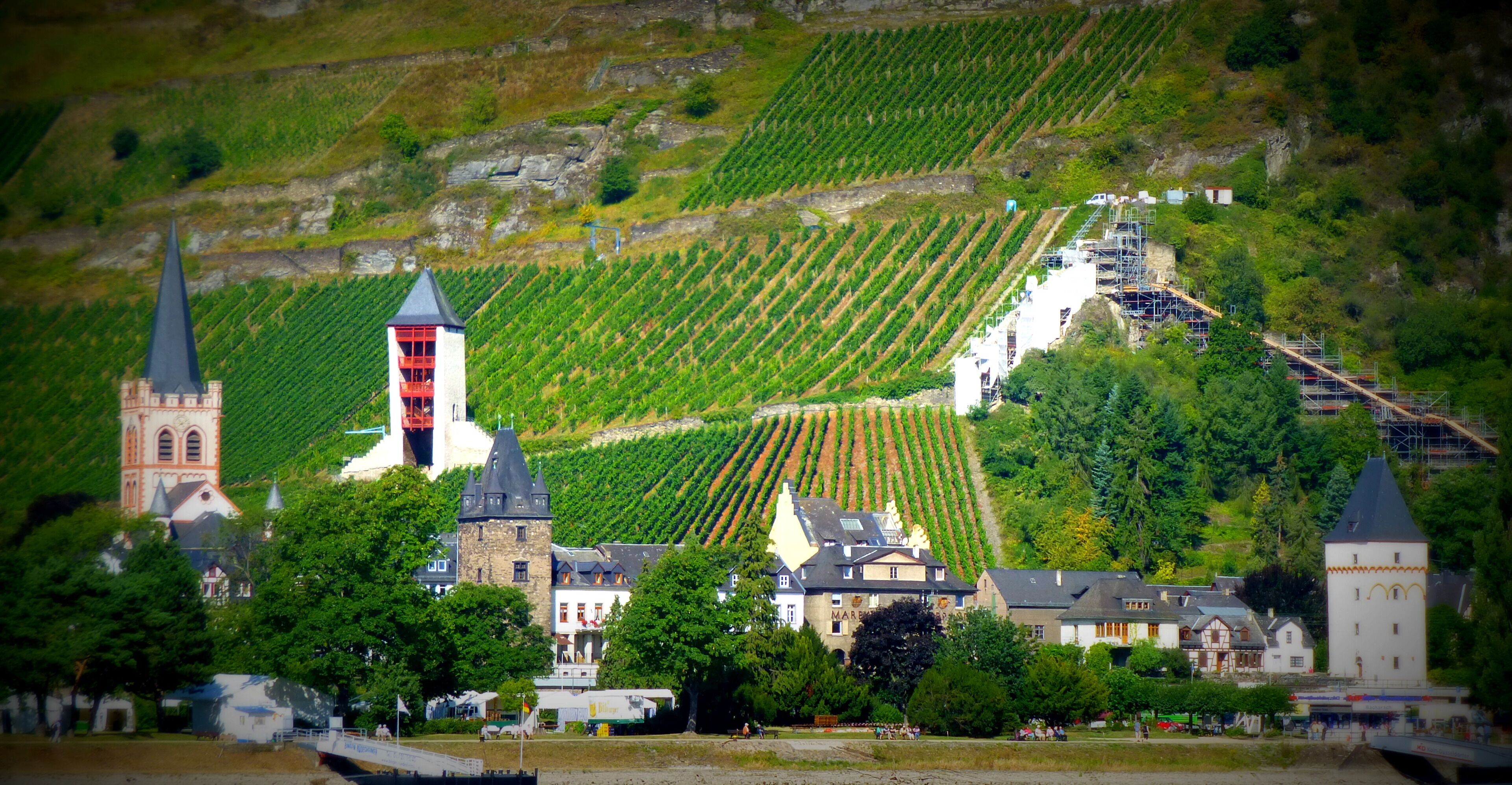 A vineyard on a hillside with a church, a tower, and a building with a sign that reads "MAR".