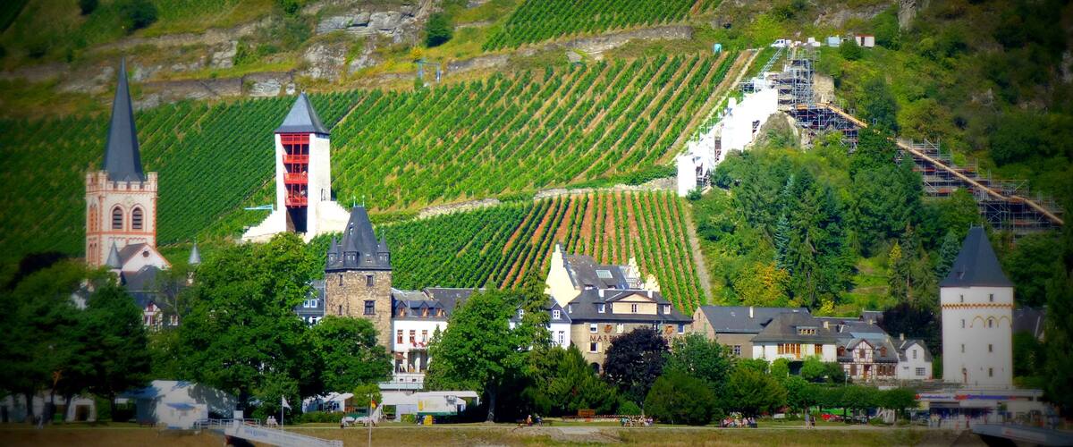 A vineyard on a hillside with a church, a tower, and a building with a sign that reads "MAR".
