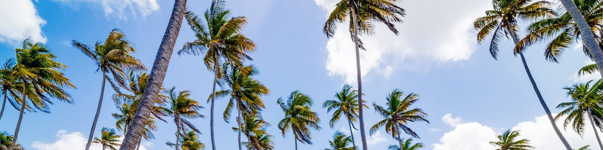 Coconut tree forest plantation field farm Mayaro Manzanilla Trinidad and Tobago