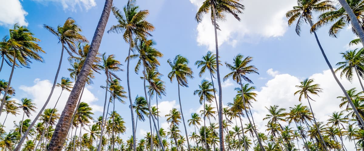 A dense palm tree forest with tall trees and lush green grass.