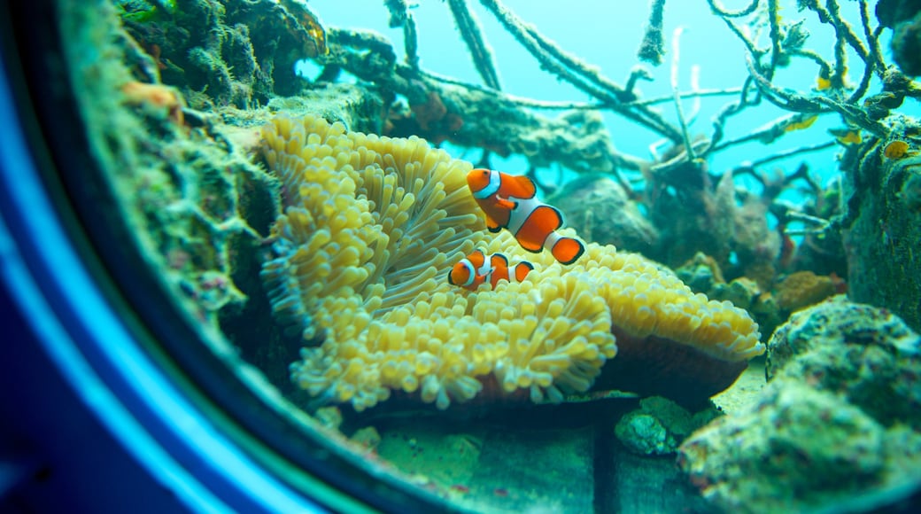 Parque Marino Busena que incluye vida marina y vista interna