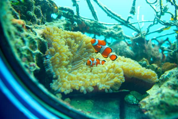 Busena Marine Park montrant vie marine et vues intérieures