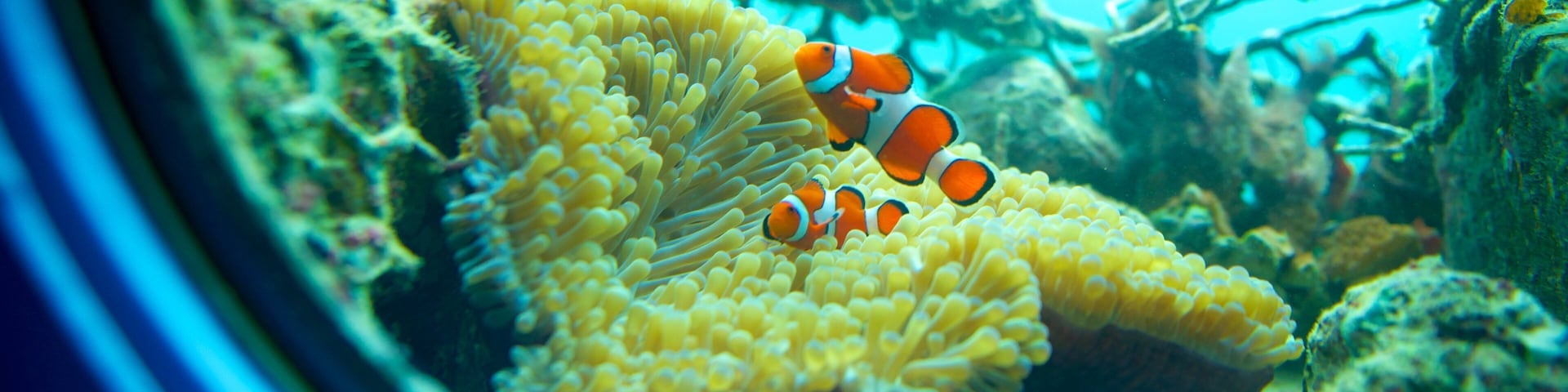 Busena Marine Park showing marine life and interior views