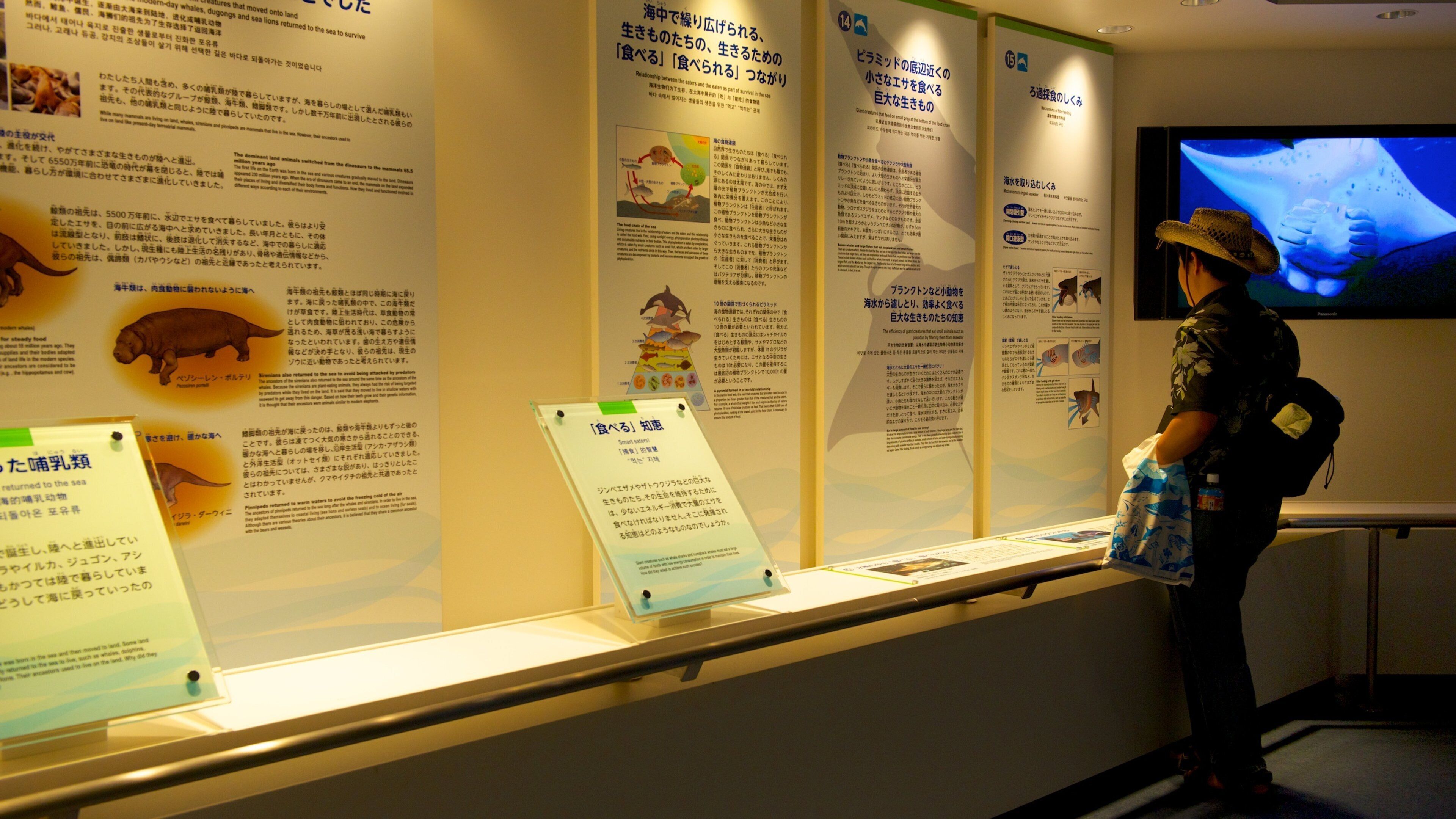 Okinawa Churaumi Aquarium which includes interior views and marine life