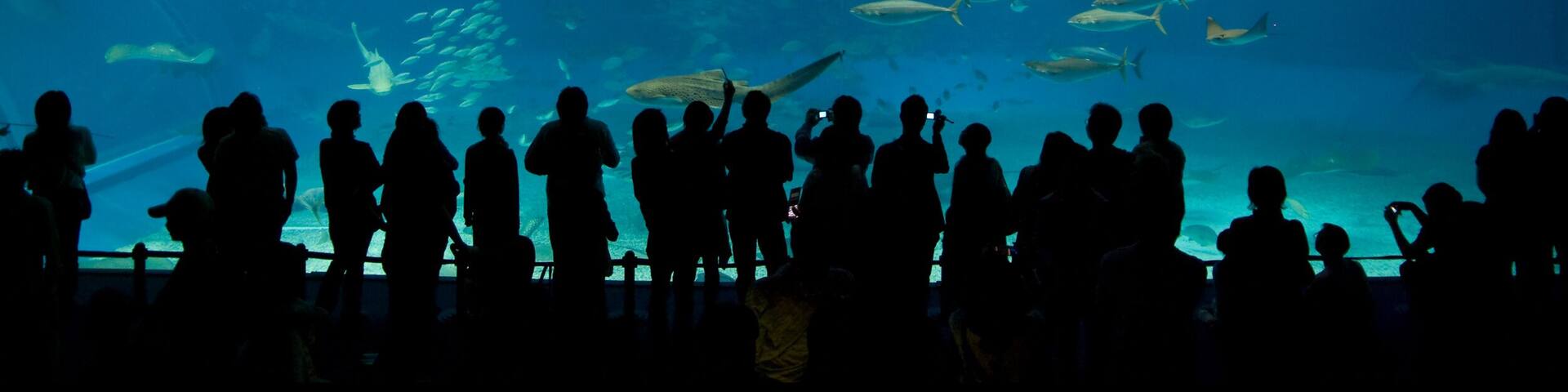 An aquarium with a large whale shark and various fish species.