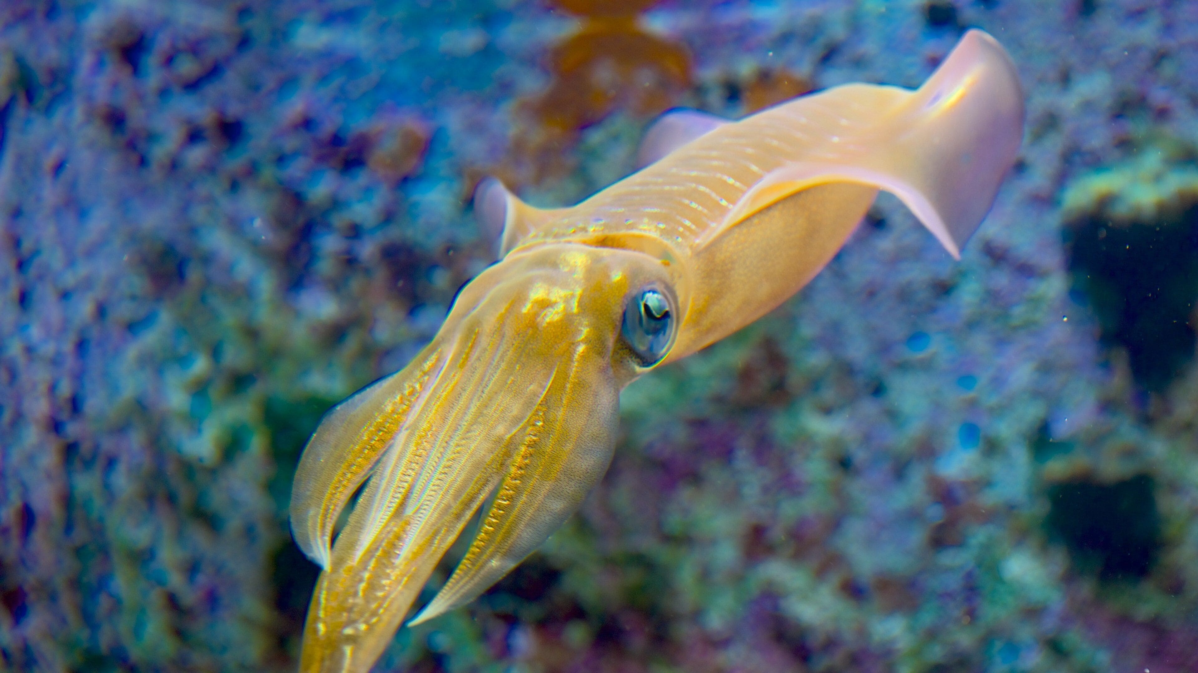 沖繩美之海水族館 其中包括 海洋動物