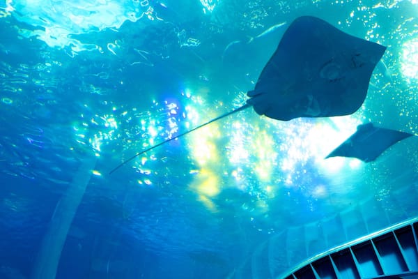 Okinawa Churaumi Aquarium which includes marine life