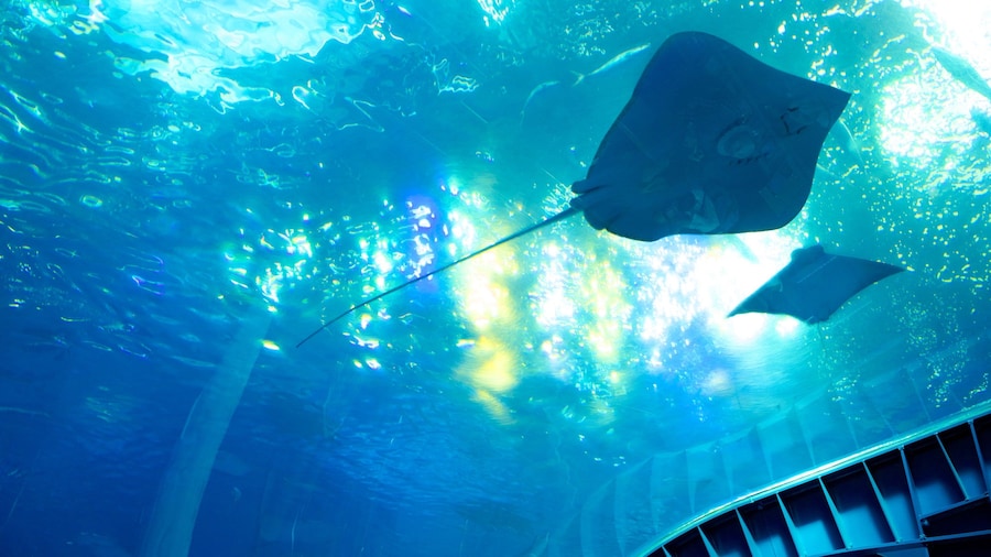 Aquário Okinawa Churaumi caracterizando vida marinha