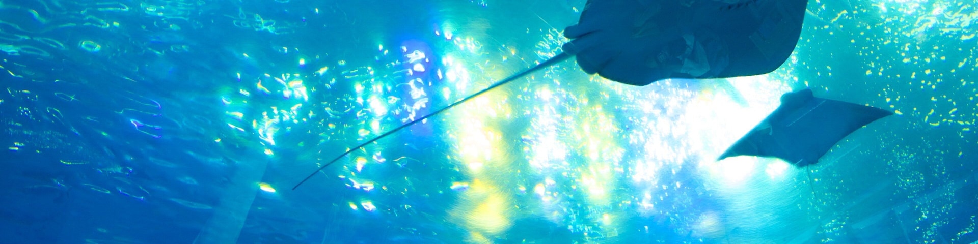 Aquário Okinawa Churaumi caracterizando vida marinha