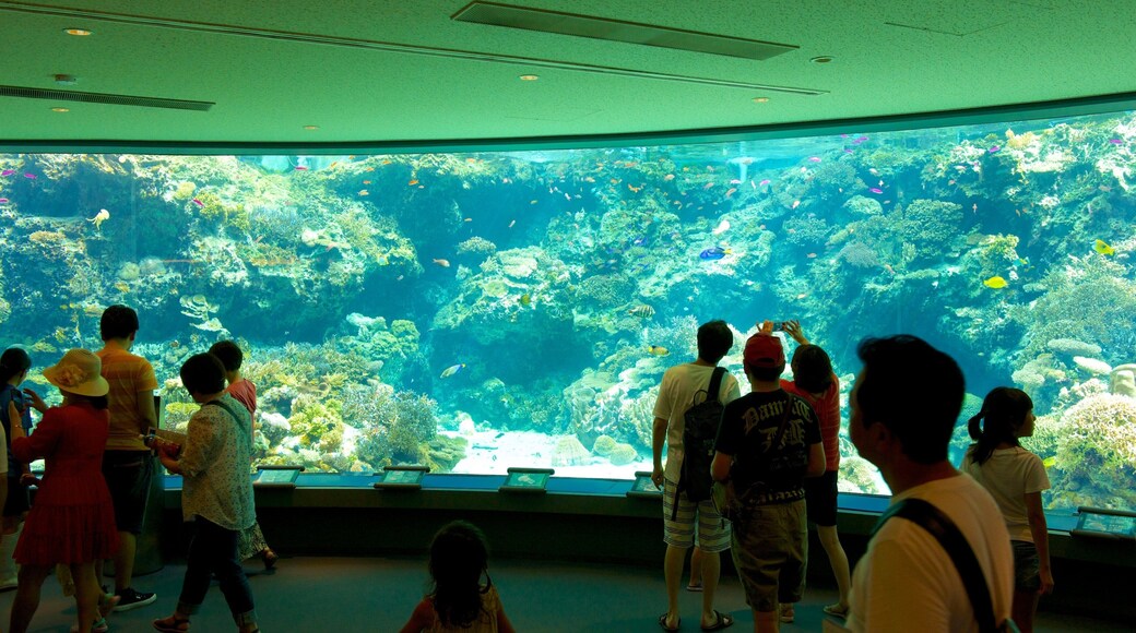 Okinawa Churaumi Aquarium which includes interior views and marine life