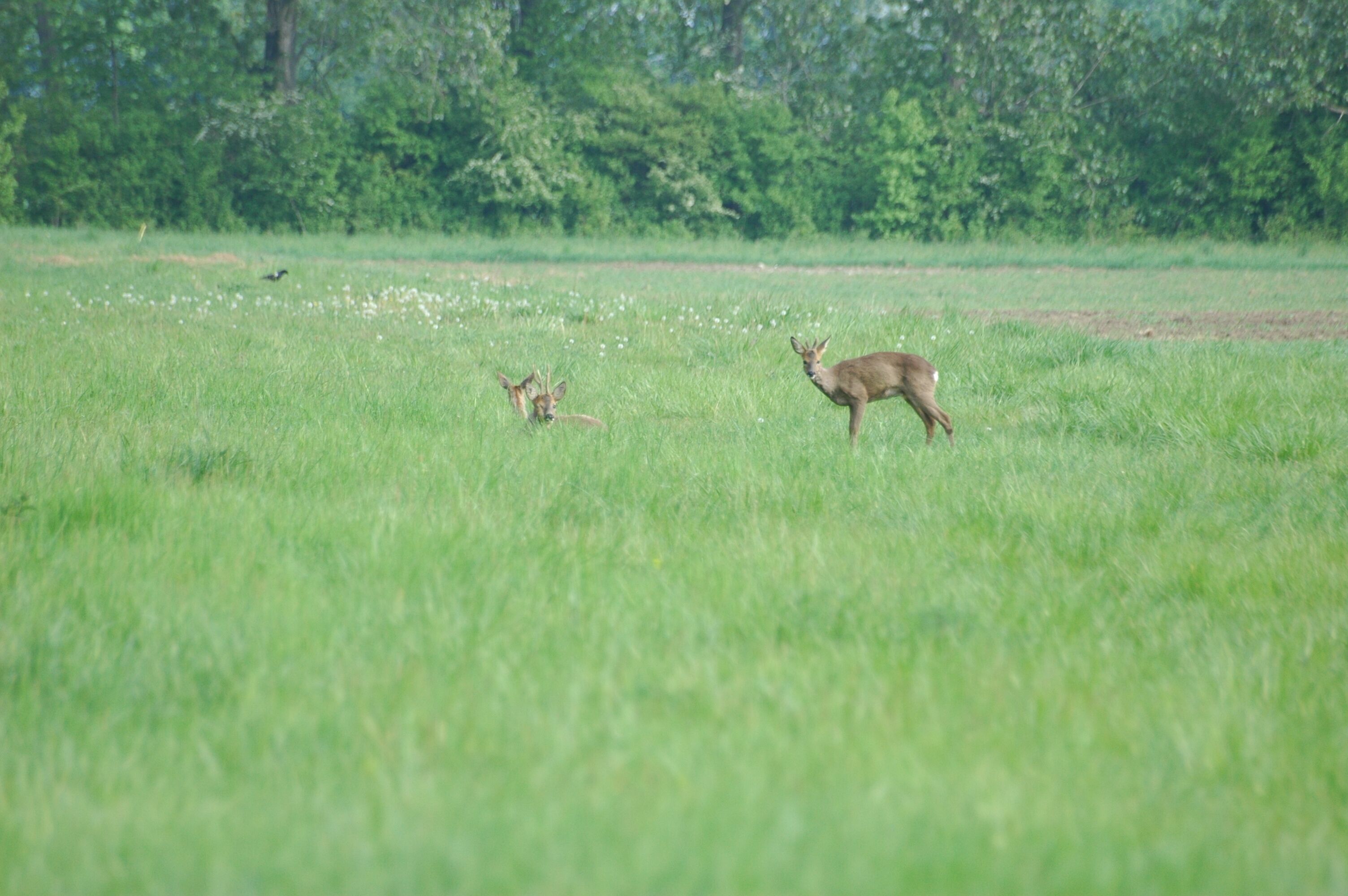 Roe deer