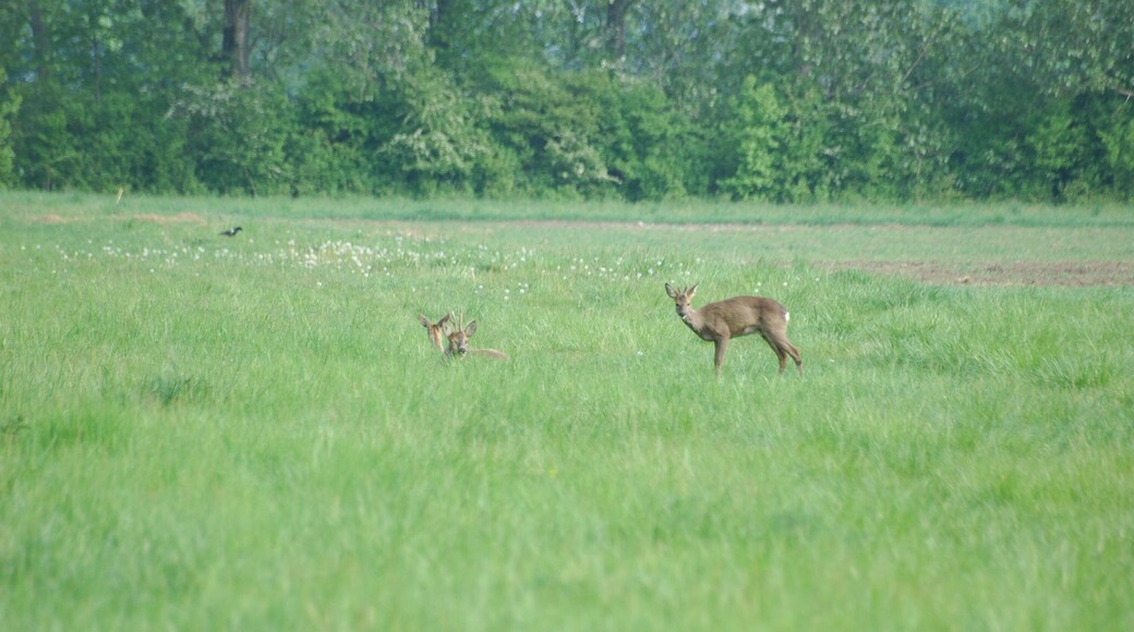 Roe deer