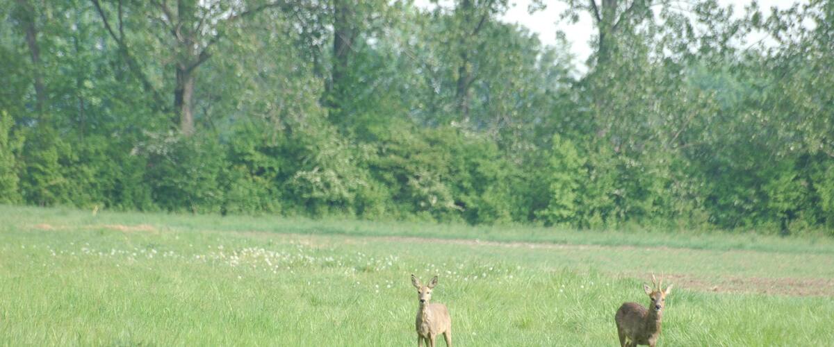 A deer in a grassy field with trees in the background.