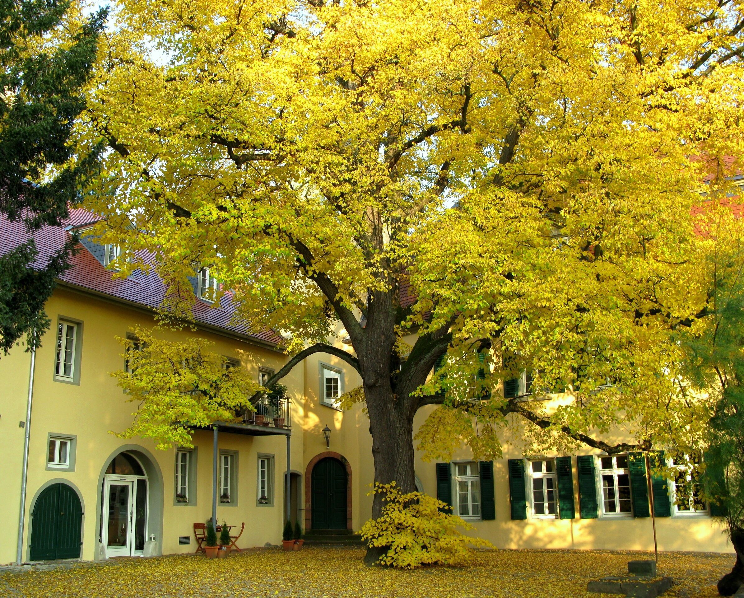 Oppenheim, just a short drive from Mainz, is a jewel of a place. It sits above the largest labyrinth in Europe and is a wonderful place to just soak in the charm and character and visit its church - considered in the same category as the cathedrals at Cologne and Strasbourg - but not generally known. This is a Schloss - private home that was once the home and wine cellar of a vintner. 