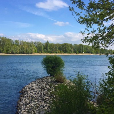 Beautiful bike tracks along the river Rhine... I started in Oppenheim today. It's all nice and flat!