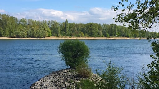 Beautiful bike tracks along the river Rhine... I started in Oppenheim today. It's all nice and flat!