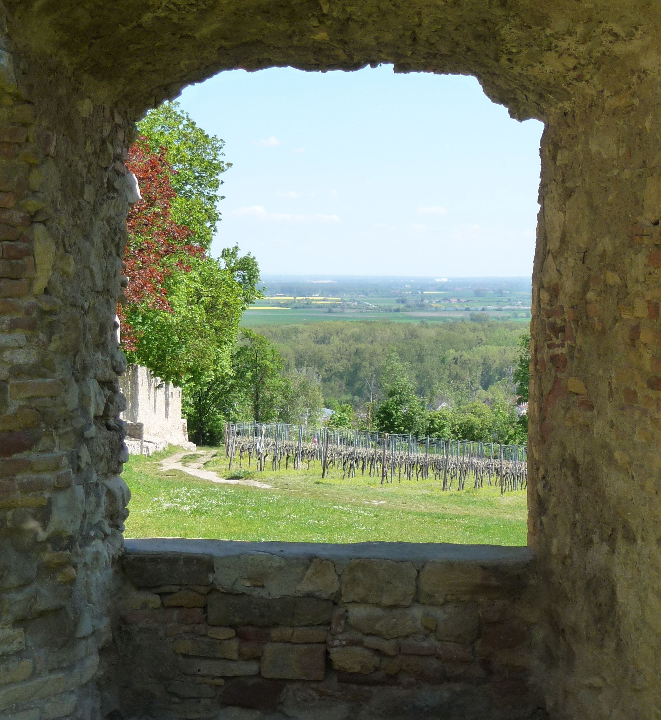 Blick von der Burg Landskron ins Rheintal