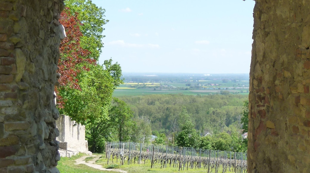 Blick von der Burg Landskron ins Rheintal