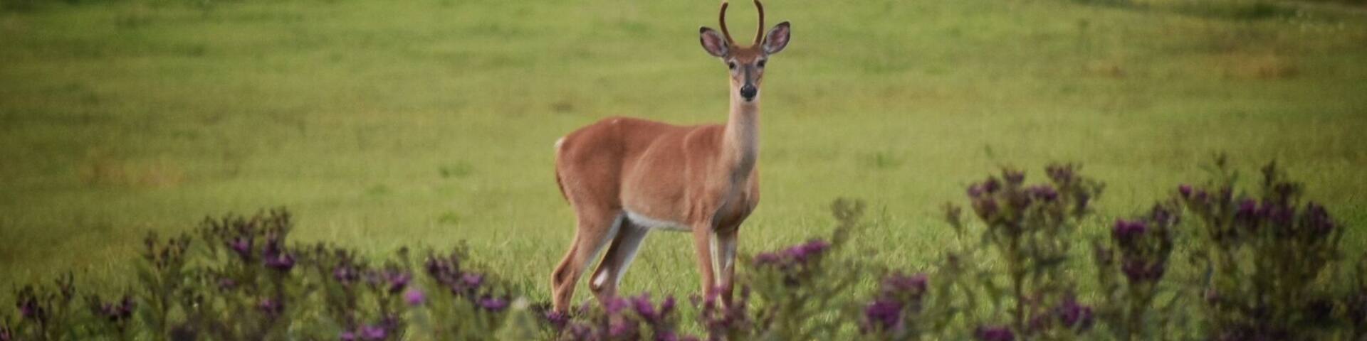Wildlife greeting us along the road