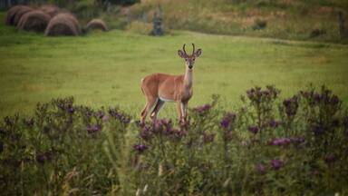 Wildlife greeting us along the road