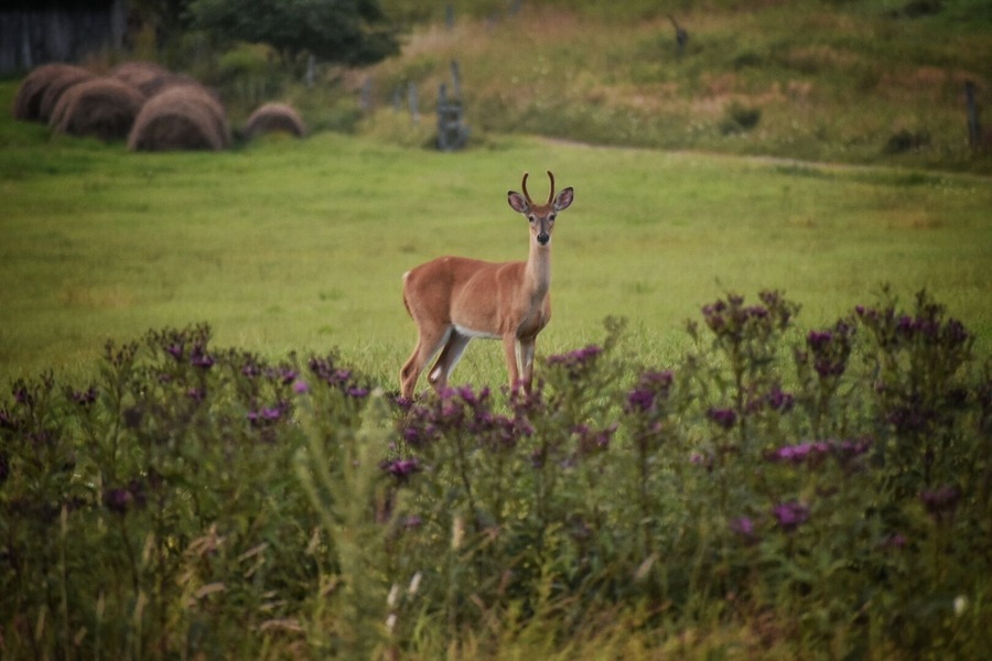 Wildlife greeting us along the road