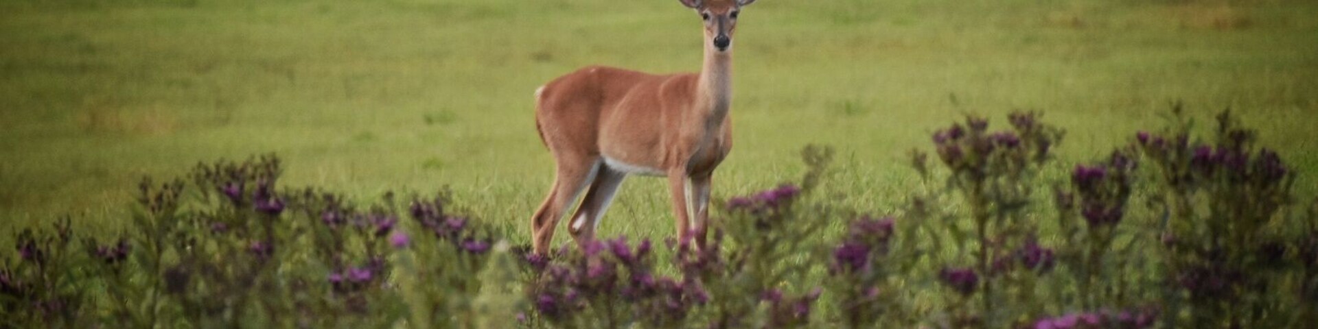 Wildlife greeting us along the road