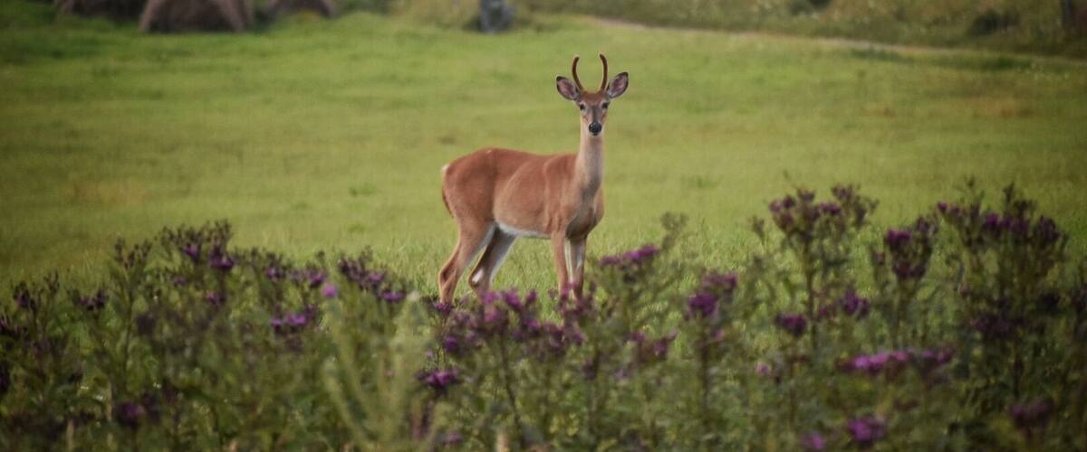A deer standing in a grassy field with purple flowers in the foreground and hay bales in the background.