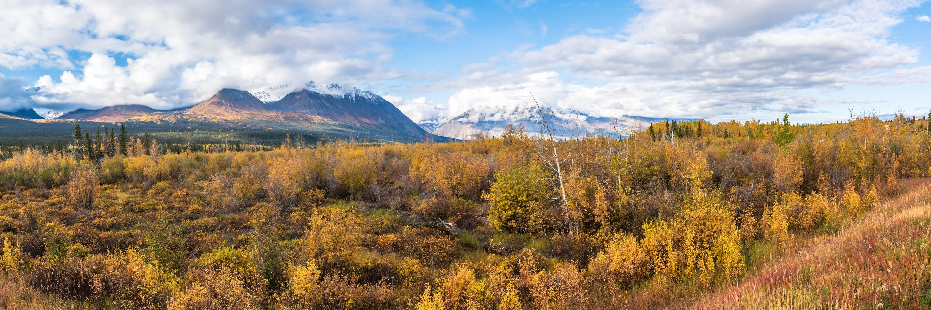 Panoramic landscape in Yukon Territory, northern Canada during September with spectacular fall, autumn colors on perfect blue sky day with huge mountains of Kluane National Park. 