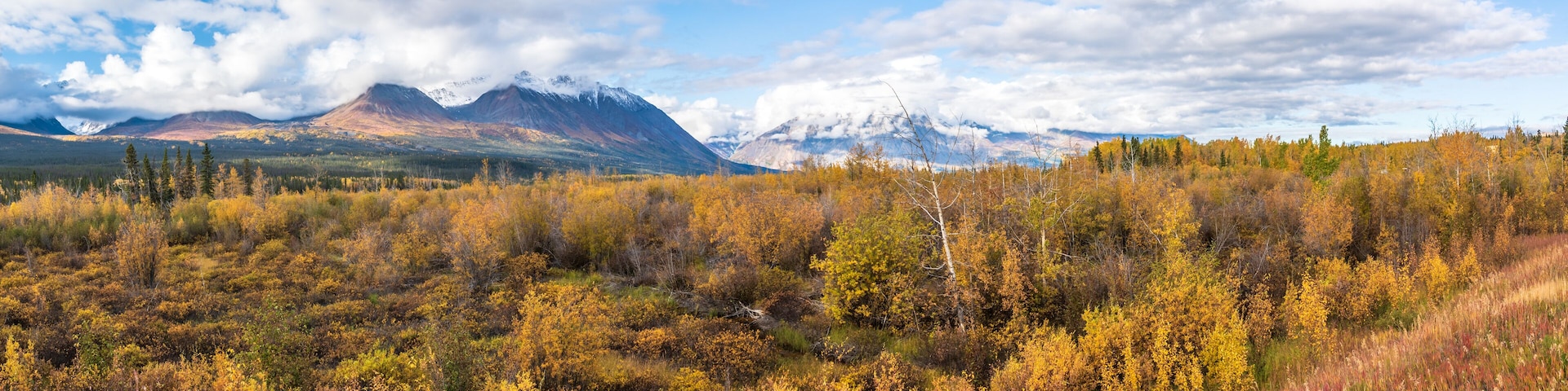 Panoramic landscape in Yukon Territory, northern Canada during September with spectacular fall, autumn colors on perfect blue sky day with huge mountains of Kluane National Park.