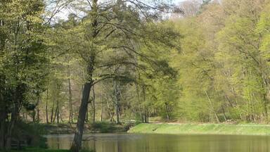 A calm lake surrounded by dense trees and a grassy bank.