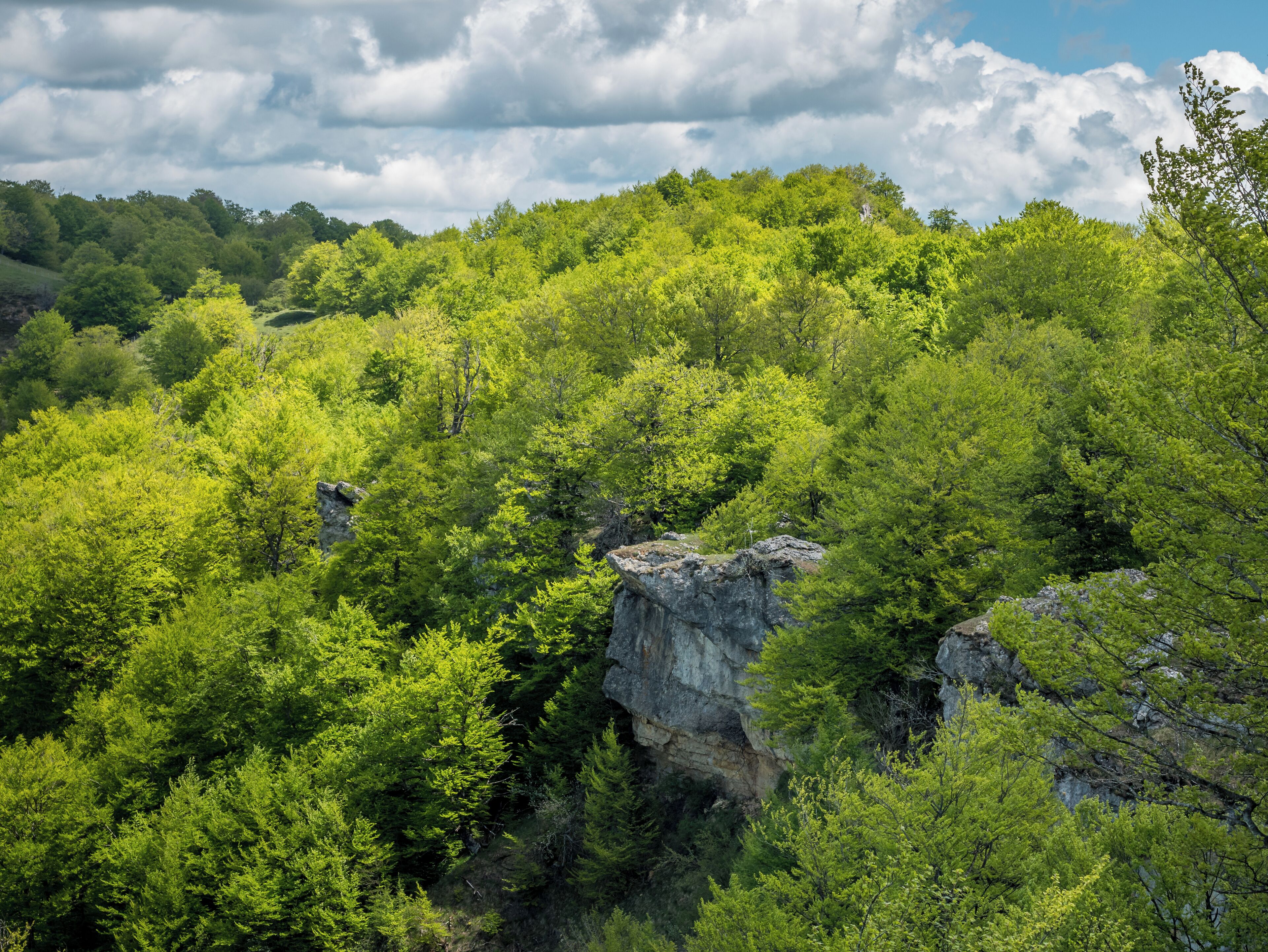 Beech woodland (Fagus sylvatica) on the edge of the cliffs of the Entzia mountain range. Álava, Basque Country, Spain