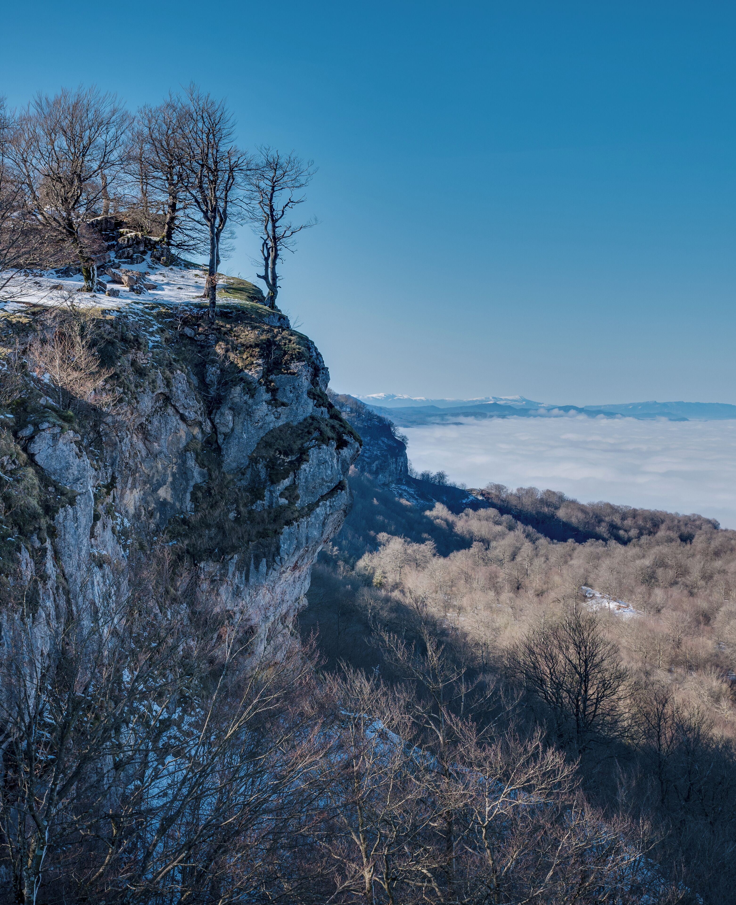 Beeches (Fagus sylvatica) on a rock near the summit of Txumarregi in the Entzia mountain range. Álava, Basque Country, Spain