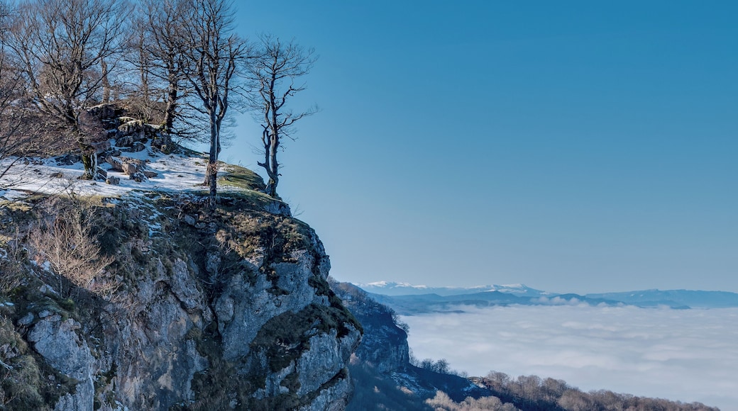Beeches (Fagus sylvatica) on a rock near the summit of Txumarregi in the Entzia mountain range. Ălava, Basque Country, Spain