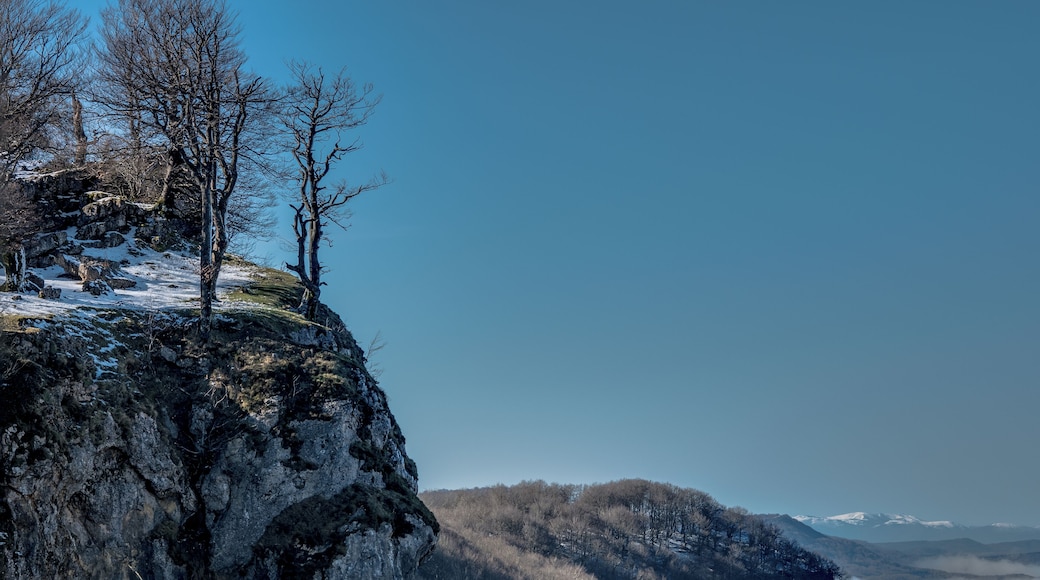 Beeches (Fagus sylvatica) on a rock near the summit of Txumarregi in the Entzia mountain range. Ălava, Basque Country, Spain