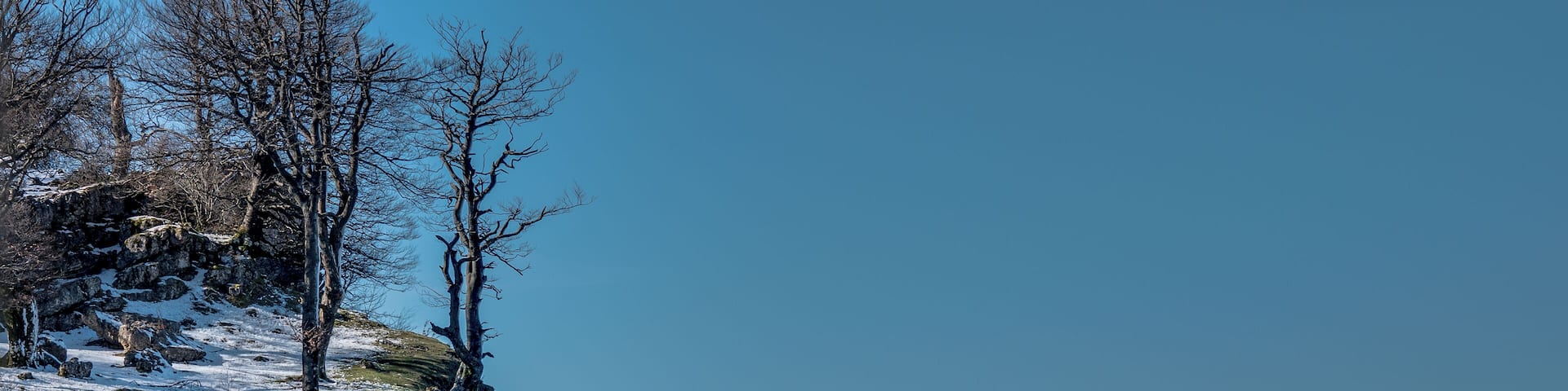 Beeches (Fagus sylvatica) on a rock near the summit of Txumarregi in the Entzia mountain range. Ălava, Basque Country, Spain