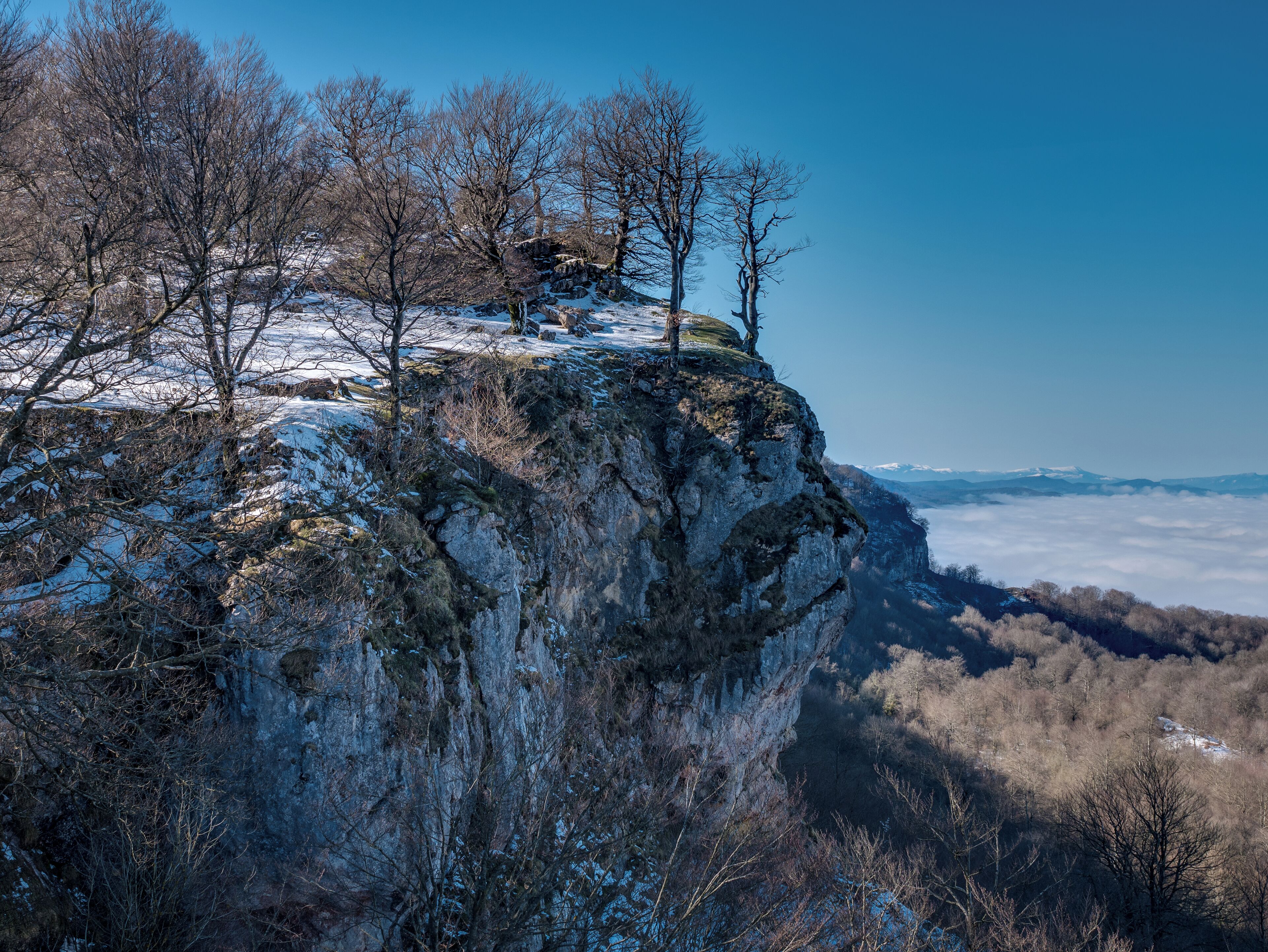 Beeches (Fagus sylvatica) on a rock near the summit of Txumarregi in the Entzia mountain range. Álava, Basque Country, Spain