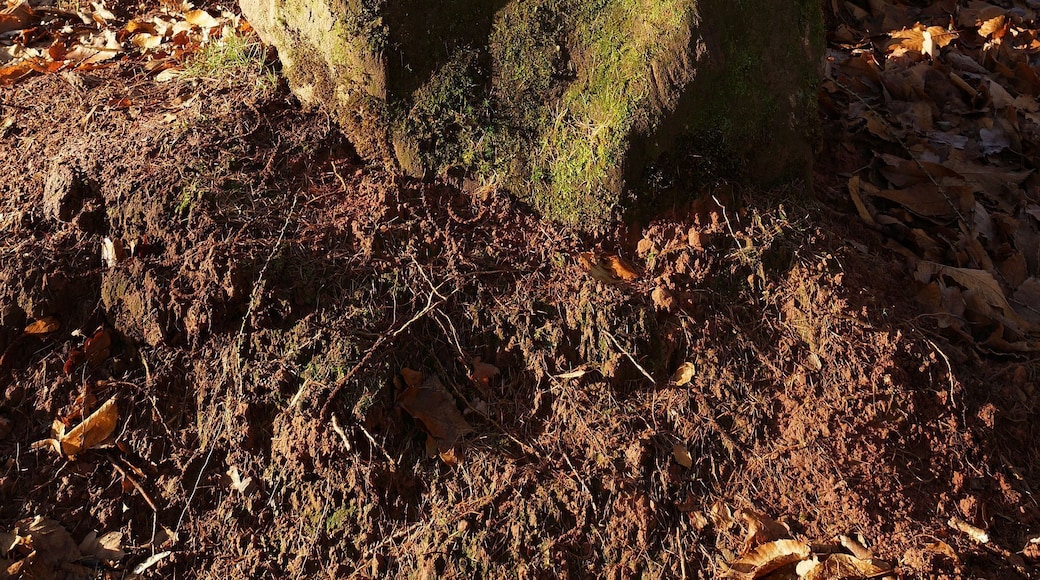 Ritterstein Nummer 47, Grimmeisenpfad. Neuer Standort 2016