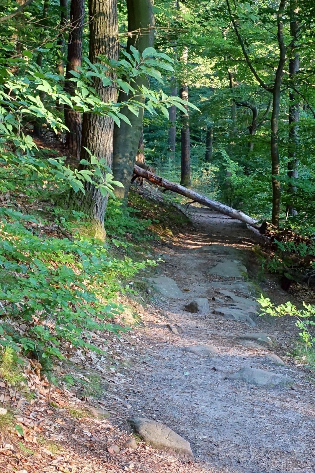 quer auf dem Wanderweg liegender Baumstamm, aufgenommen 20170722 201541 in der Südpfalz