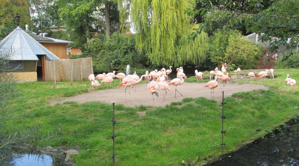 ZOO Landau