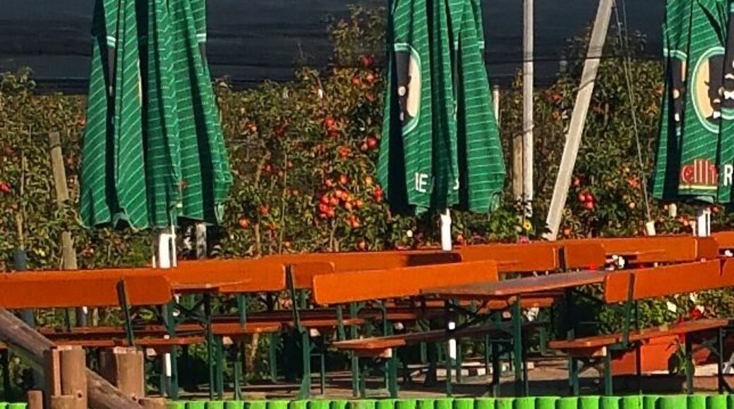 KANDEL - Obsthof Zapf