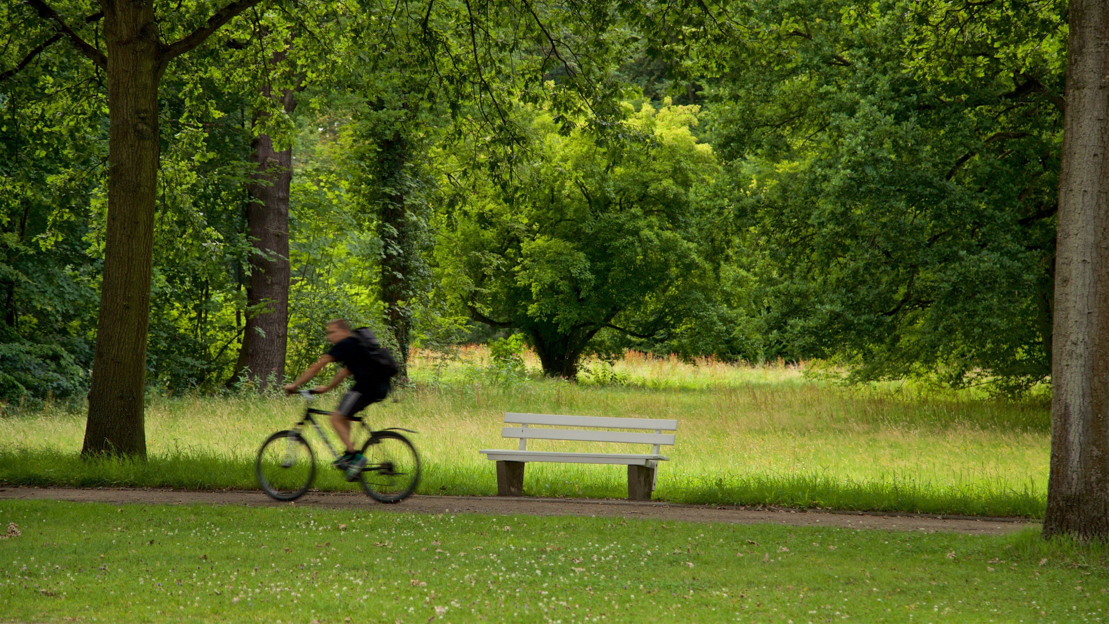 Karlsaue Park featuring cycling and a garden as well as an individual male