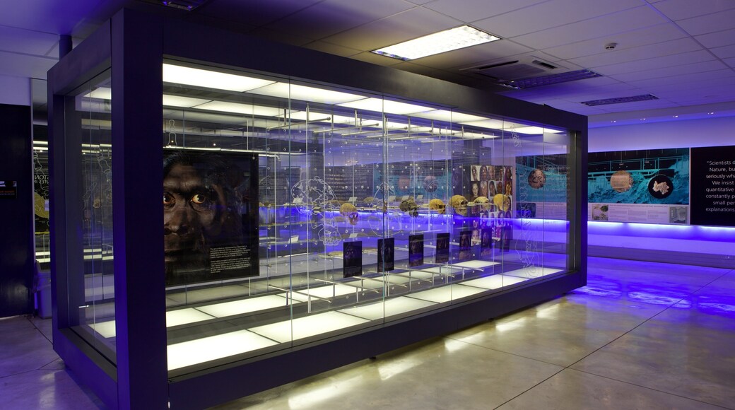 Sterkfonteinin luolat johon kuuluu sisäkuvat