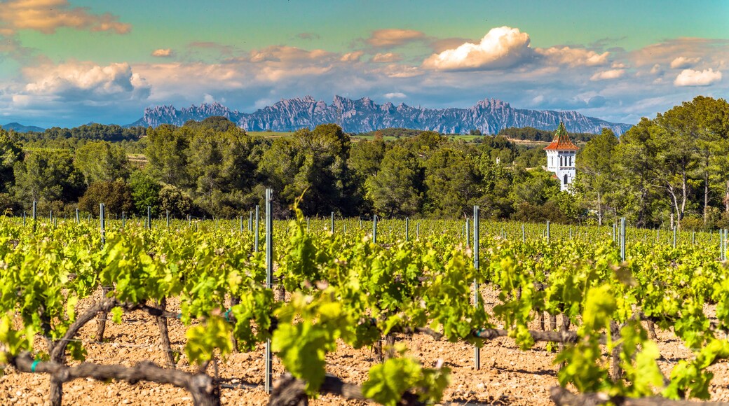 Vineyards at Penedes wine region with a beautiful cellar tower and the Montserrat Range in the distance / Catalonia, Spain.
