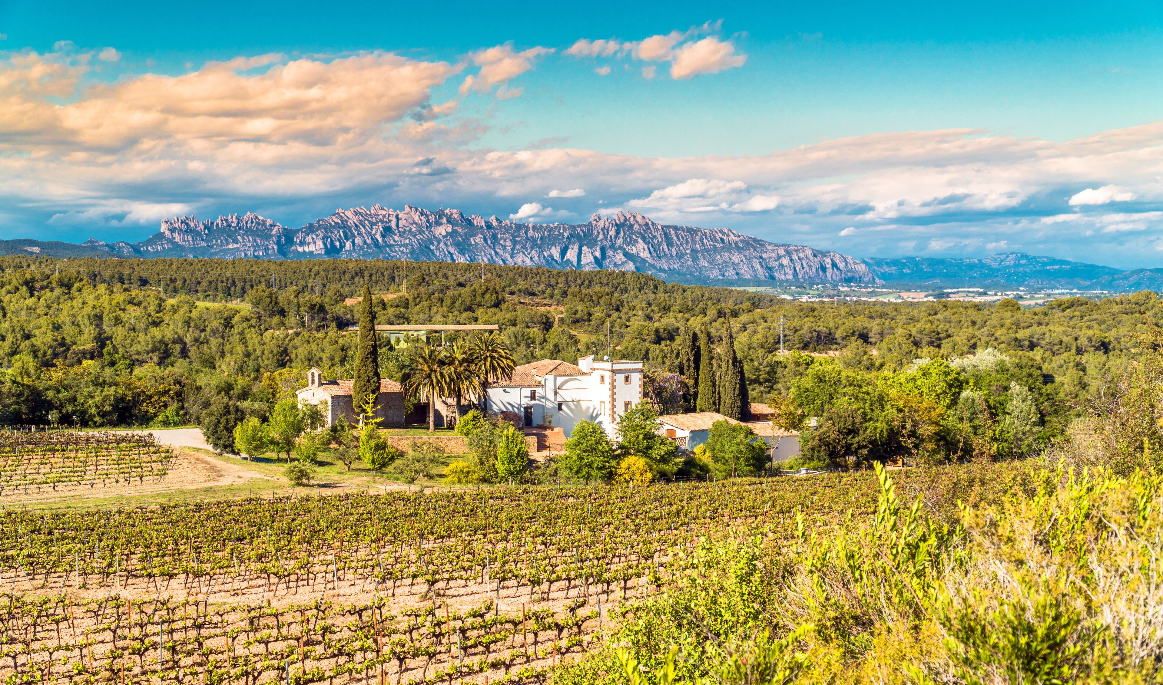 A vineyard with rows of grapevines, a white building, and a mountain range in the background.