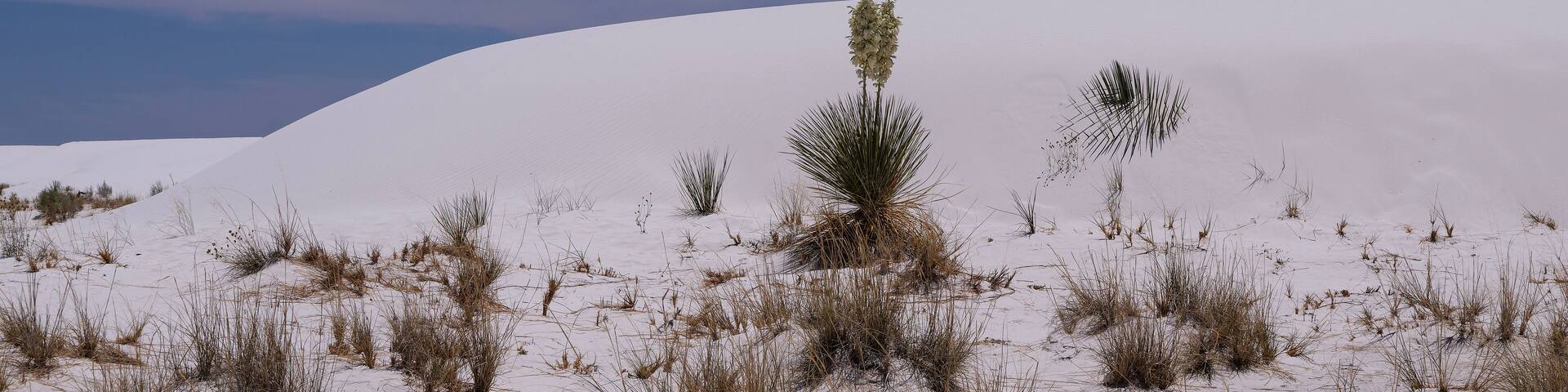 Yucca plants blossoming against background of gypsum dunes in the Tularosa Basin in South central New Mexico