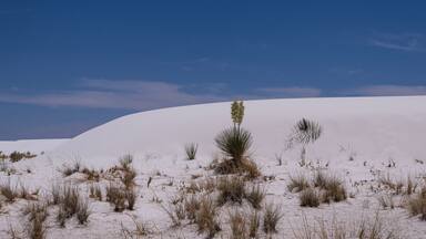 Yucca plants blossoming against background of gypsum dunes in the Tularosa Basin in South central New Mexico